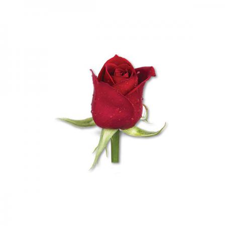 لیست نرخ و قیمت مناسب انواع گل مصنوعی تزئینی